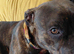 Forever home needed