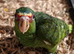 H/R White-Fronted Amazon Baby