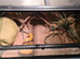 Pablo Adult Male Leopard Gecko & Enclosure