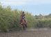 Elegant Pure Spanish Horse Available Now