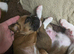 Boxer pup last female