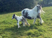 Gorgeous mare and foal