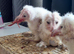 Baby owlets