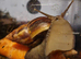 African land snails ( babies and adults)