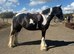 15.1/2H - Rising 5Yo - Piebald - Traditional Cob - Mare