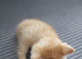 Bsh cross kitten needs forever home