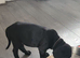 Cane Corsos