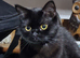 Bombay 8 months female cat