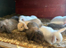 Mini lop