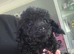 Puppies for sale