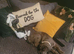 Stunning mearle mastiff mix puppy