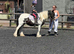 12. 1 Mini Cob Mare