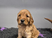 Beautiful cockapoo pups £600