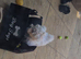 Female bichon x