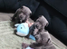 Blue Staffordshire pups
