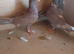 3 red pigeons
