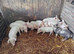 6 Weaners