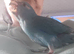Kakarikis Handreared