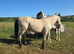 Connemara Gelding