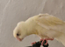 Cream kakariki
