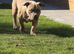 Pocket bully