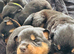Rottweiler puppies for sale