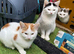 Male Ginger & white kitten