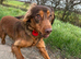 Male Choc and Tan Sprocker