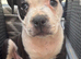 Old tyme x American bulldog