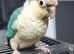 Greencheek conure yellow sided and turquoise