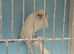 Canaries for new homes