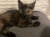 Beautiful kittens