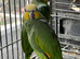 Stunning young Indian ringnick parrot