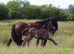Black Pearl Colt Foal