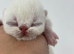 stunning exotic kittens