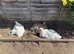 4 hens