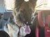 8 months old gsd