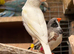 Stunning canaries