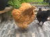 Buff Orpington hens