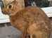 Beautiful bucks hare type