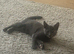 Lovely kitten girls