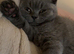 British shorthair kitten