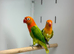 Love birds
