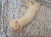 Nipped albino female ferret for sale