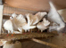 English fantail pigeons