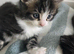 Stunning Ragdoll Cross Kittens