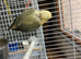 Love bird baby