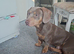 8 month old sausage bully