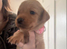 KC registered fox red Labradors