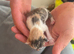 5 beautiful kittens